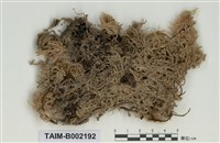 藏品(中位泥炭苔)的圖片